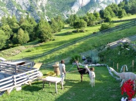 natural llanscape and alpaca