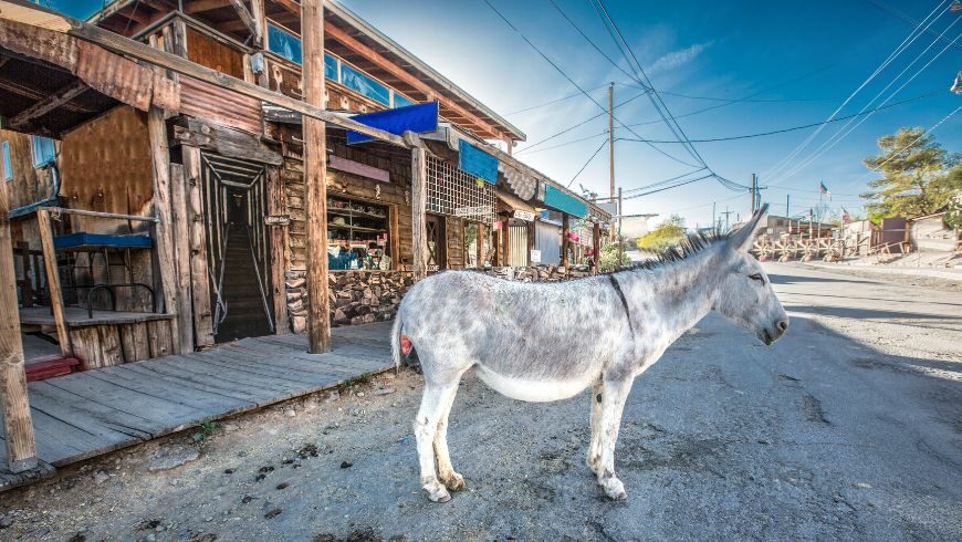 Donkey at Otman, Arizona